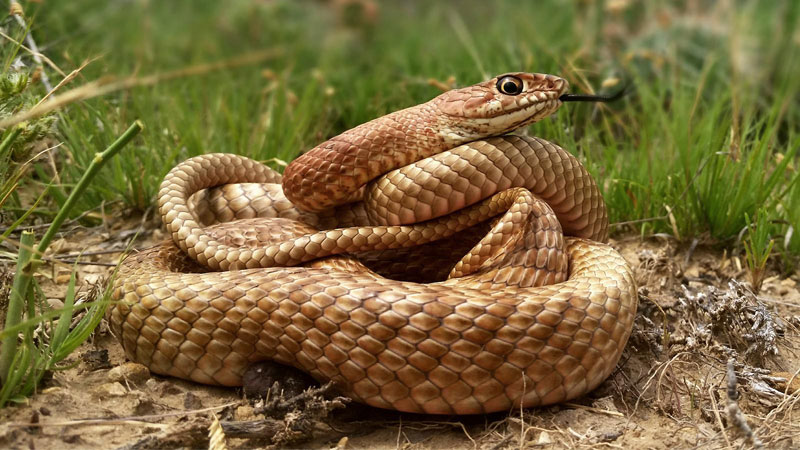 Estas 5 serpientes similares a las serpientes cabeza de cobre.