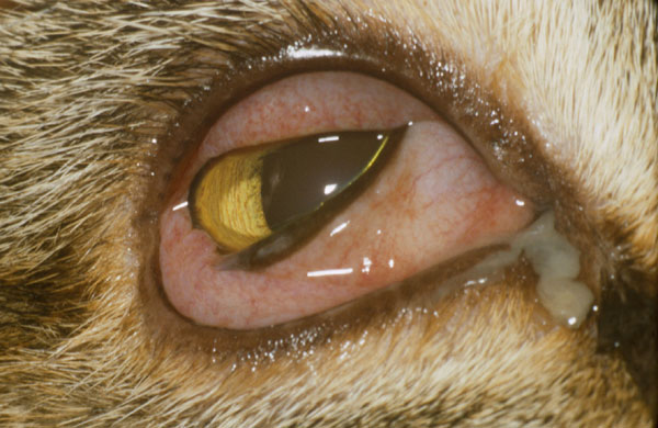 Ojos llorosos de los gatos