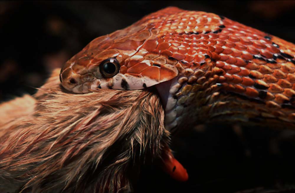 ¿Qué comen las serpientes del trigo en estado salvaje y en cautiverio?
