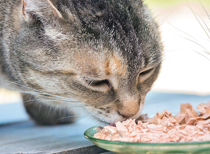Elegir comida para un gato hipertiroideo