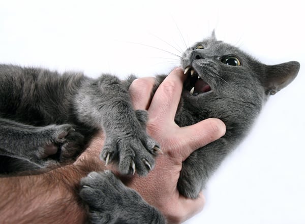 Infección por mordedura de gato: causas, síntomas y tratamiento