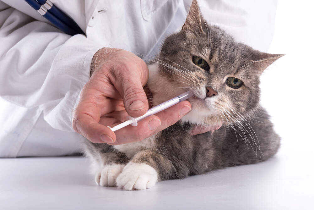 Atópica para gatos: dosis, seguridad y efectos secundarios