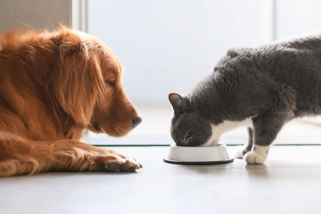 ¿Pueden los gatos comer comida para perros?