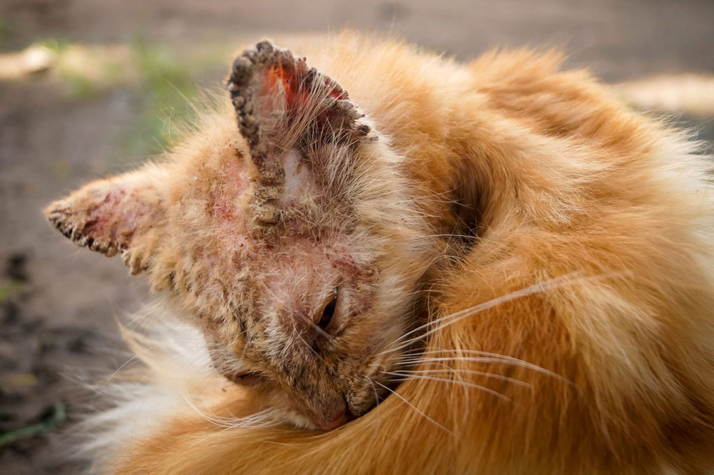 Sarna en los gatos: causas, síntomas y tratamiento