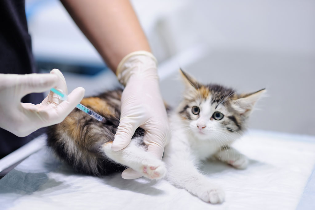 Vacuna contra el moquillo para gatos