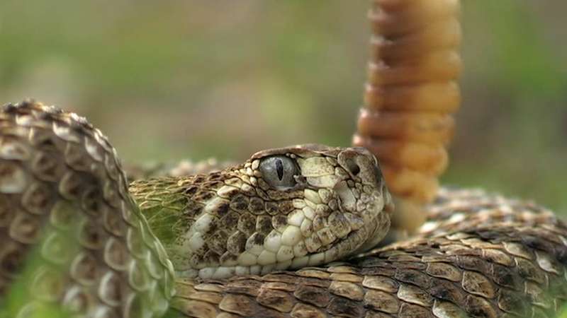 ¿Cuánto miden las serpientes de cascabel?