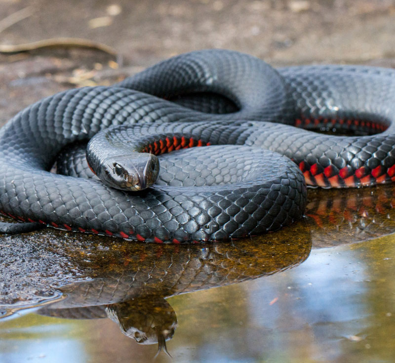 Razas populares de serpientes negras.