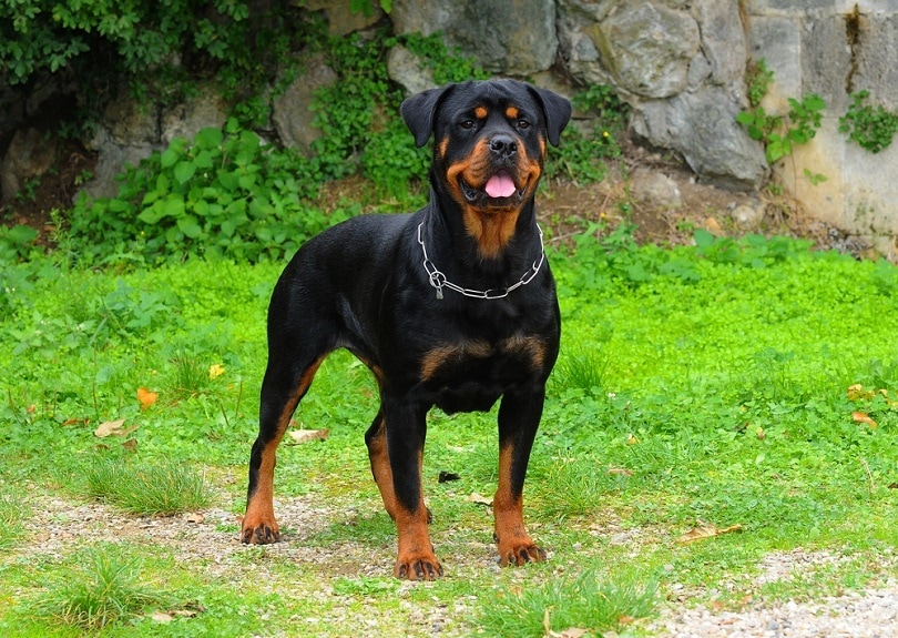Rottweilers como mascotas: costo, esperanza de vida y temperamento