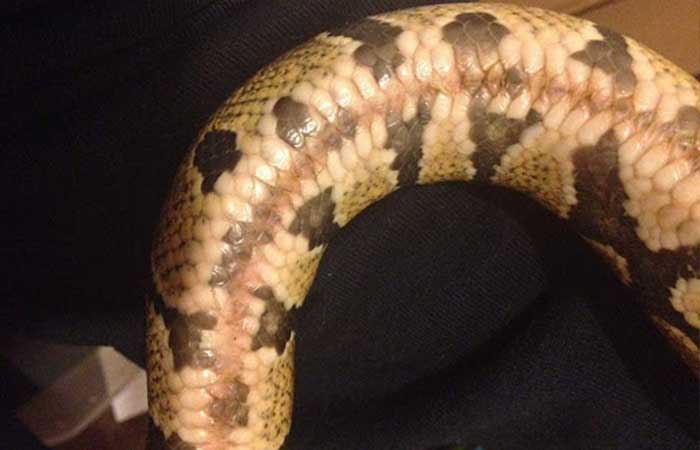 Pudrición de las escamas en serpientes mascota: todo lo que necesitas saber