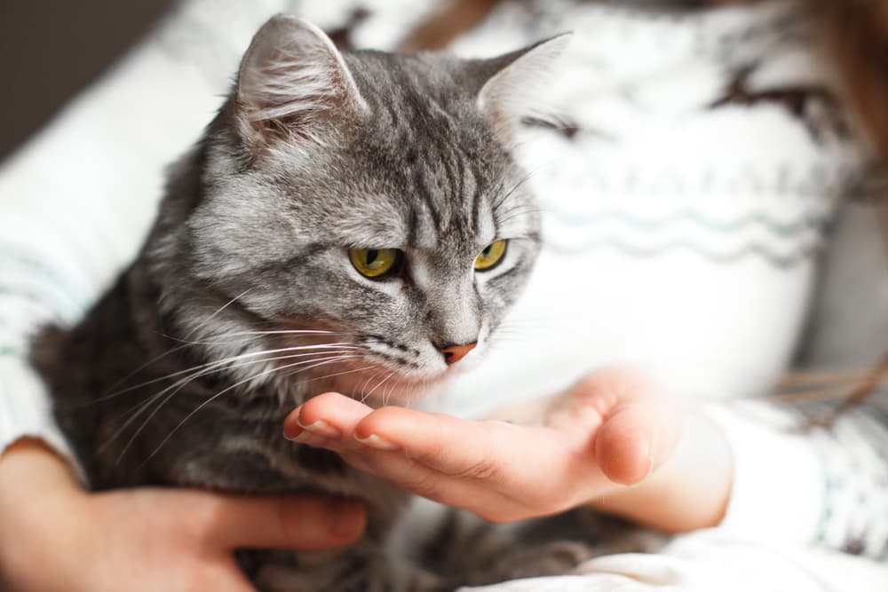 Prazosin para gatos: dosis, seguridad y efectos secundarios