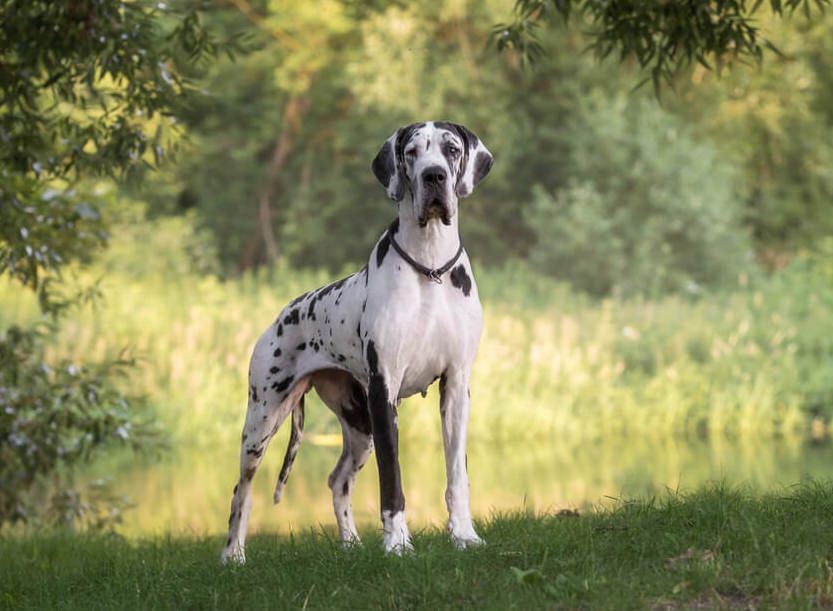 ¿Para qué se crían los perros Gran Danés?