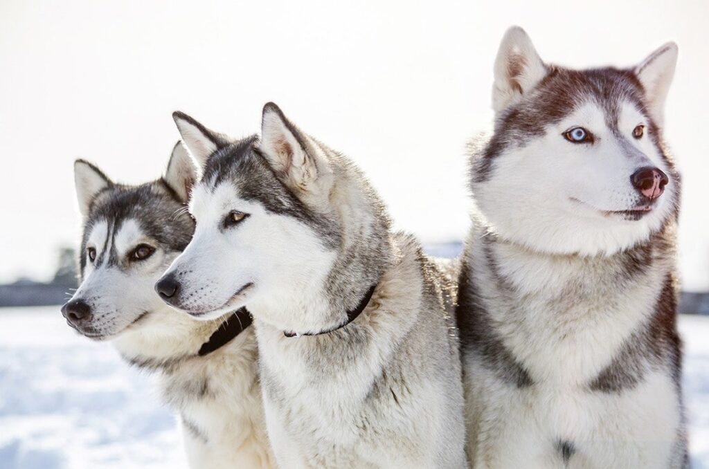 ¿Qué tamaño alcanzan los huskies siberianos adultos?