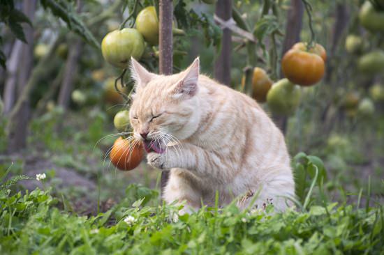 ¿Son las frutas y verduras seguras para los gatos?  Lo que todo dueño de un gato debe saber