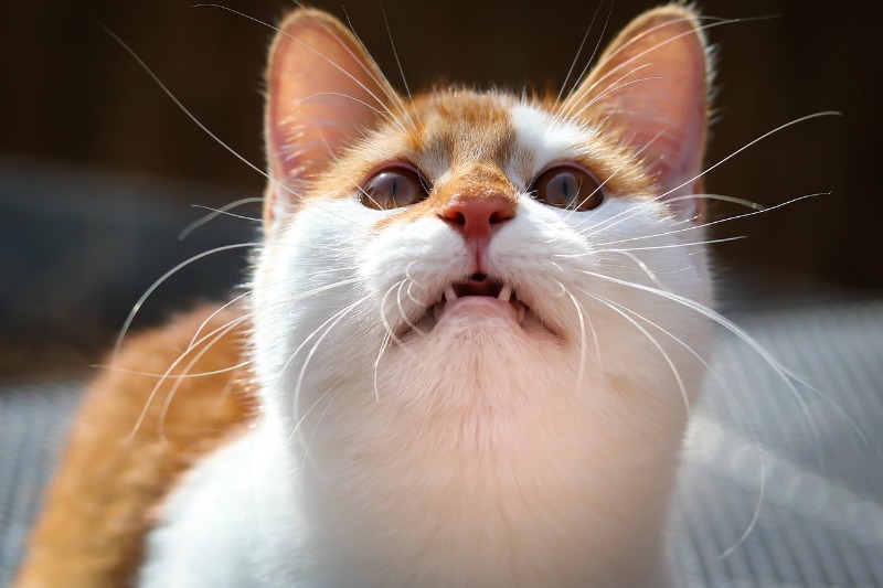 Gato chirriando: ¿Qué es y que significa?