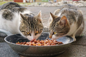 Agresión alimentaria en gatos