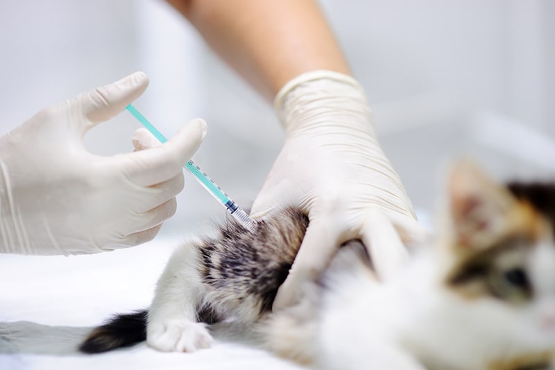 Sarcoma felino en el sitio de la inyección