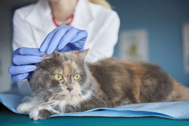 Cáncer de piel en gatos: causas, síntomas y tratamiento