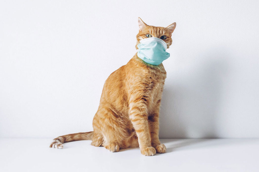 Resfriado de gato: causas, síntomas y tratamiento