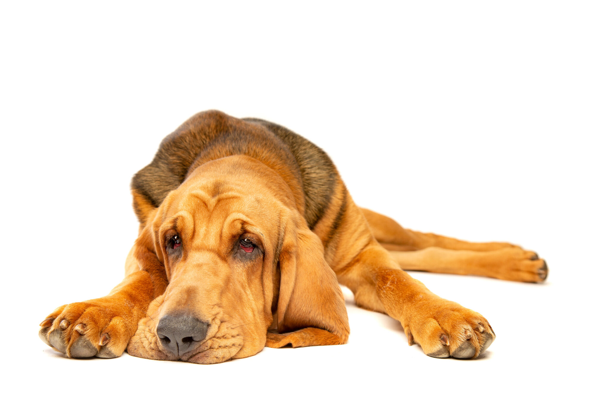 Perfil del Bloodhound o perro de San Huberto: cuidado, actitud y carácter