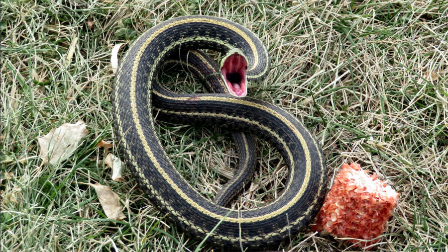 ¿Las serpientes tienen dientes?