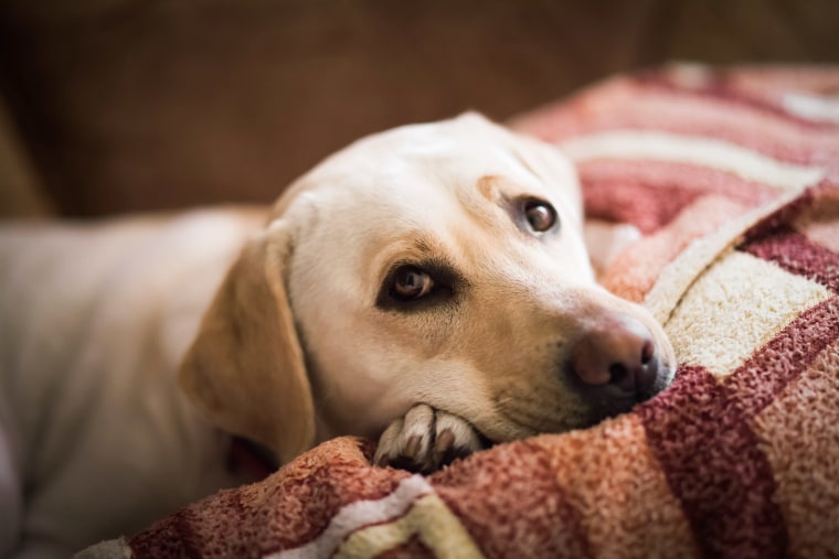 Mejores condroprotectores para perros: top y guía de compra