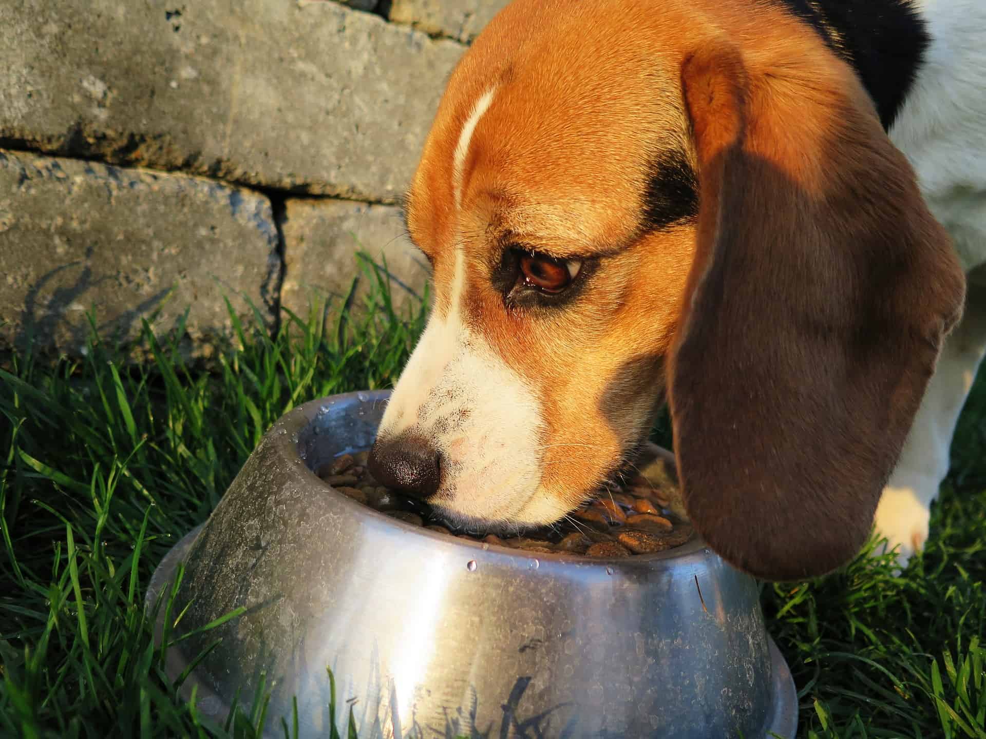 Comida para perros Barf: pruebas y consejos
