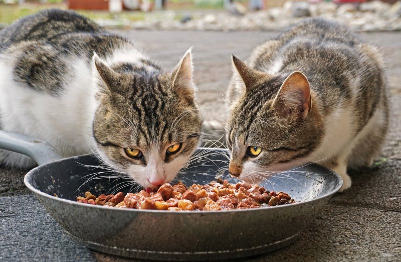 Dos gatos comen carne