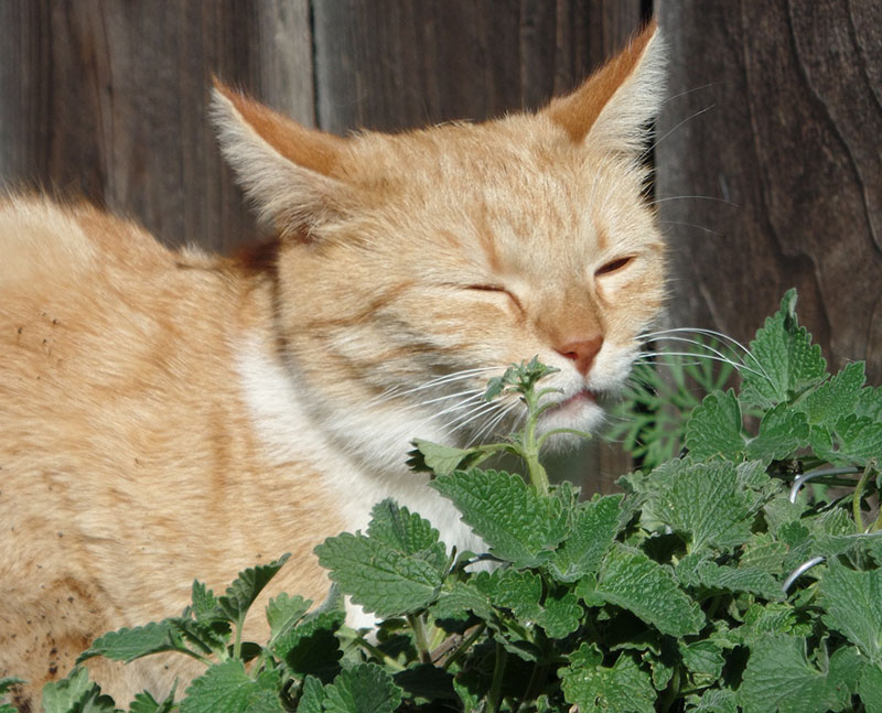 ¿Los gatos pueden comer hierba gatera?
