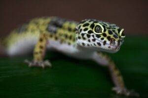 Leopardo gecko