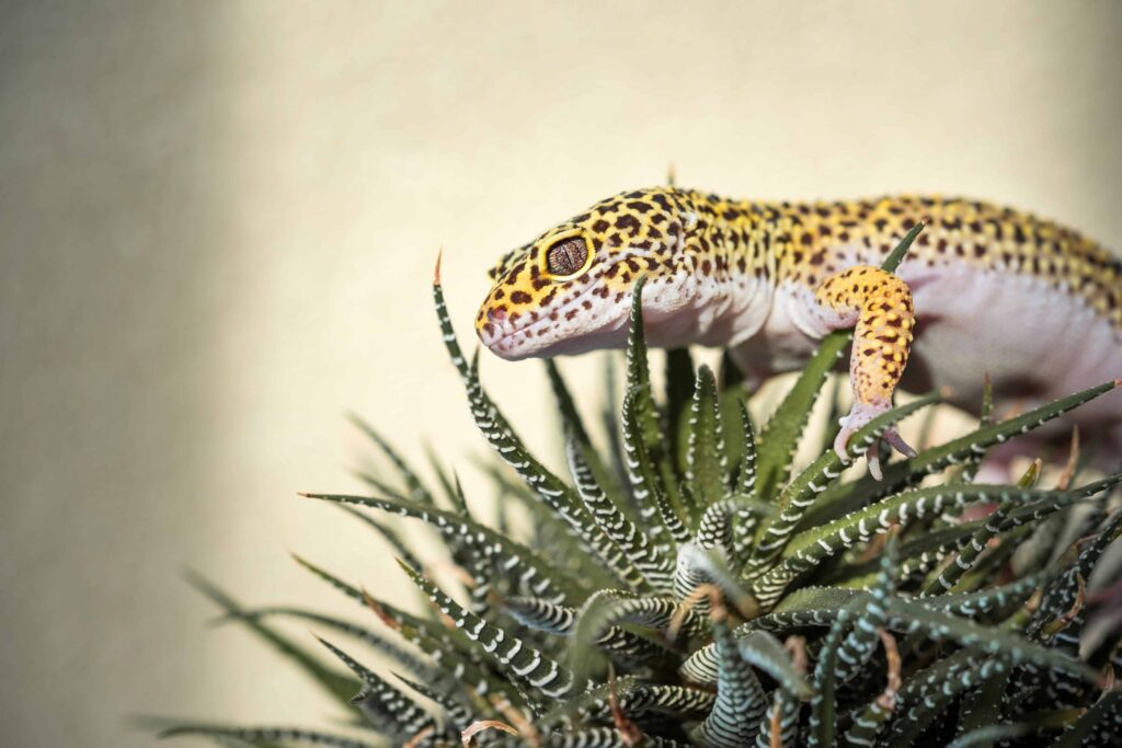 Terrario Gecko Leopardo