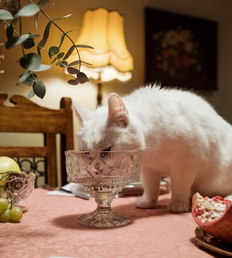 ¿Pueden los gatos comer pistachos?