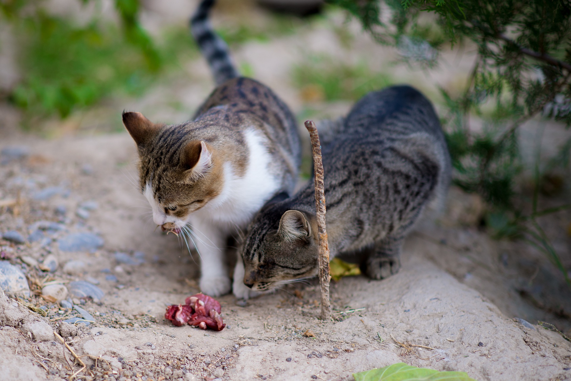¿Los gatos pueden comer carne de res?