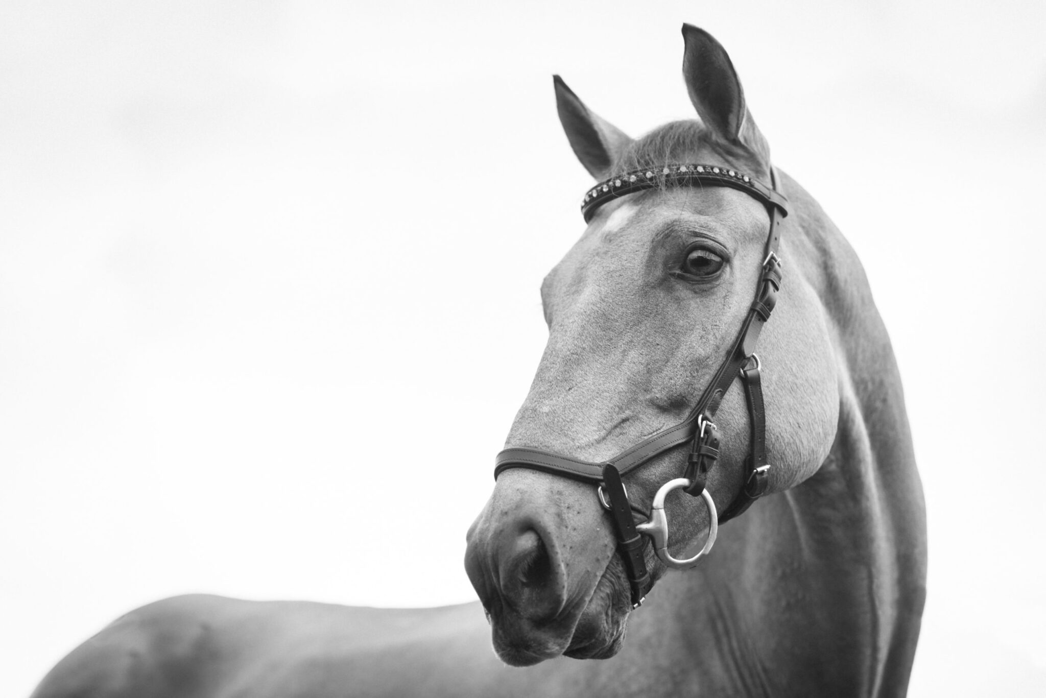 Los 7 mejores bocados para caballos: prueba y comparación