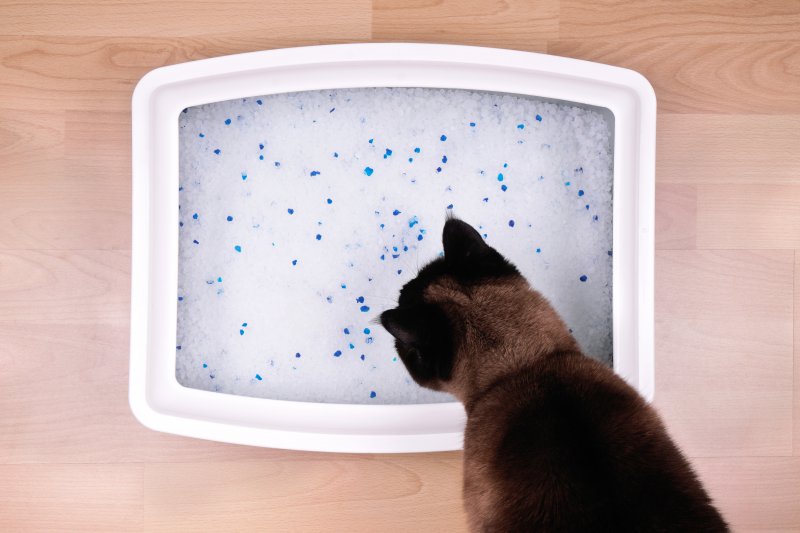 Arena para gatos de silicato: prueba, comparación y guía de compra