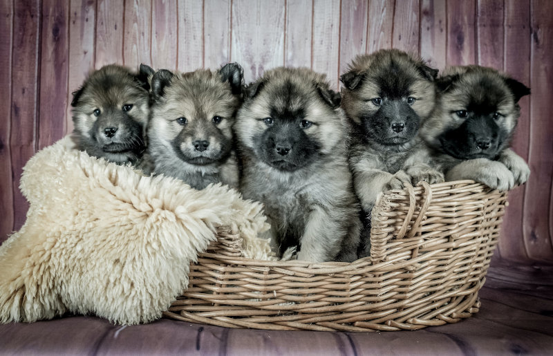 Cachorros en cesta de mimbre