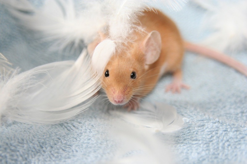 Las 7 mejores jaulas para ratones mascota: prueba, comparación y guía de compra
