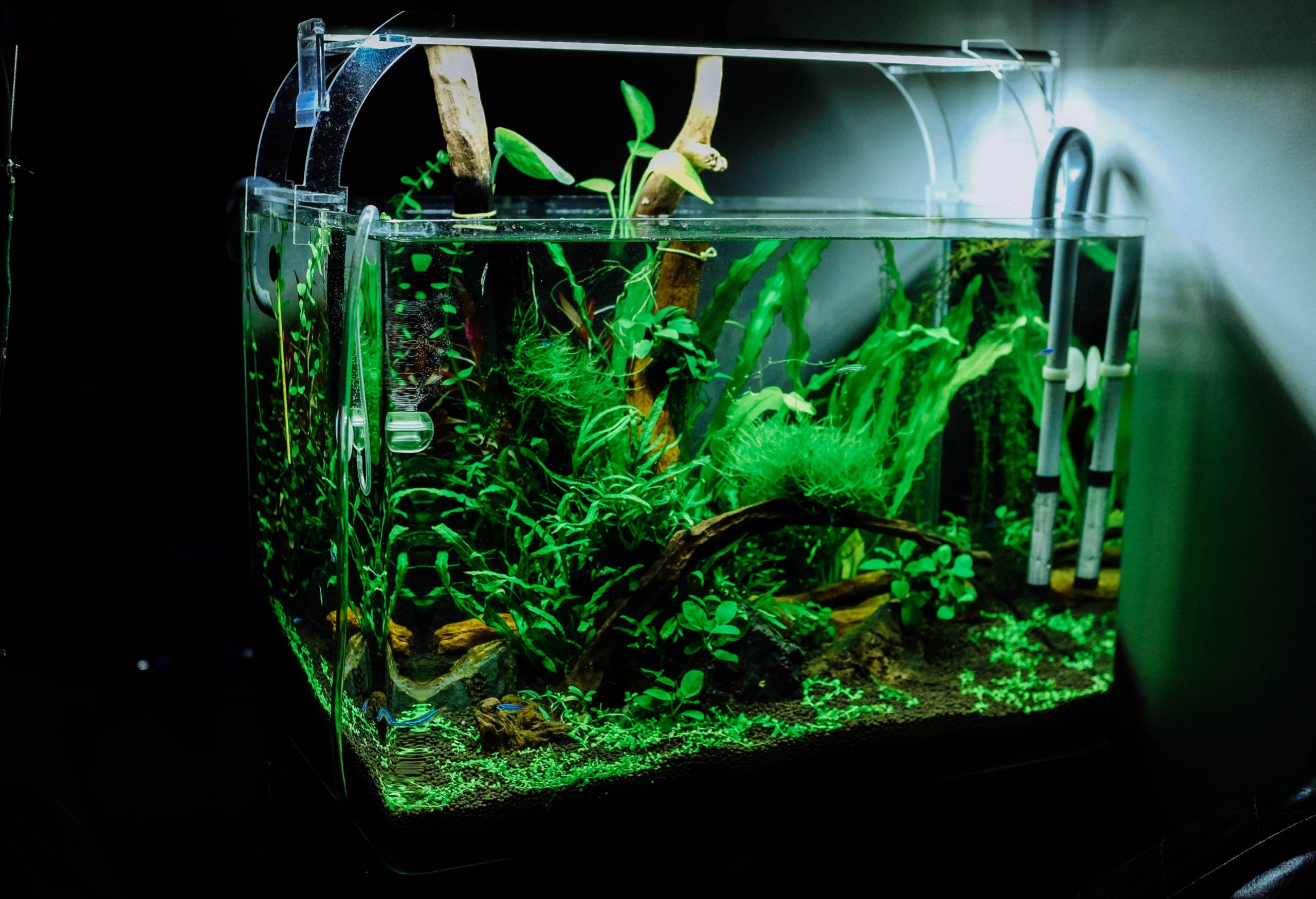 acuario con plantas