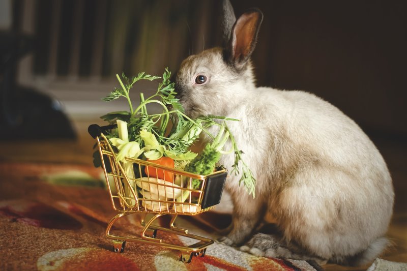 Comida para conejos sin cereales: prueba, comparación y guía de compra