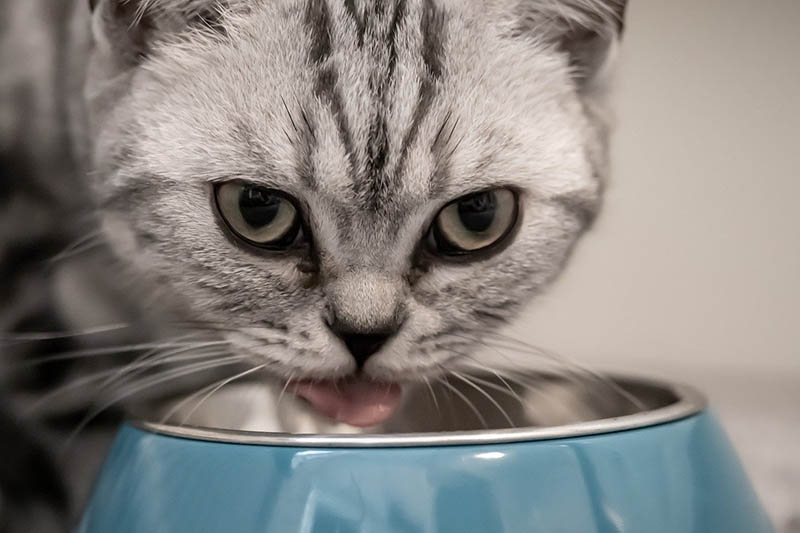 Los 7 mejores alimentos para gatos ricos en carne: prueba, comparación y guía de compra