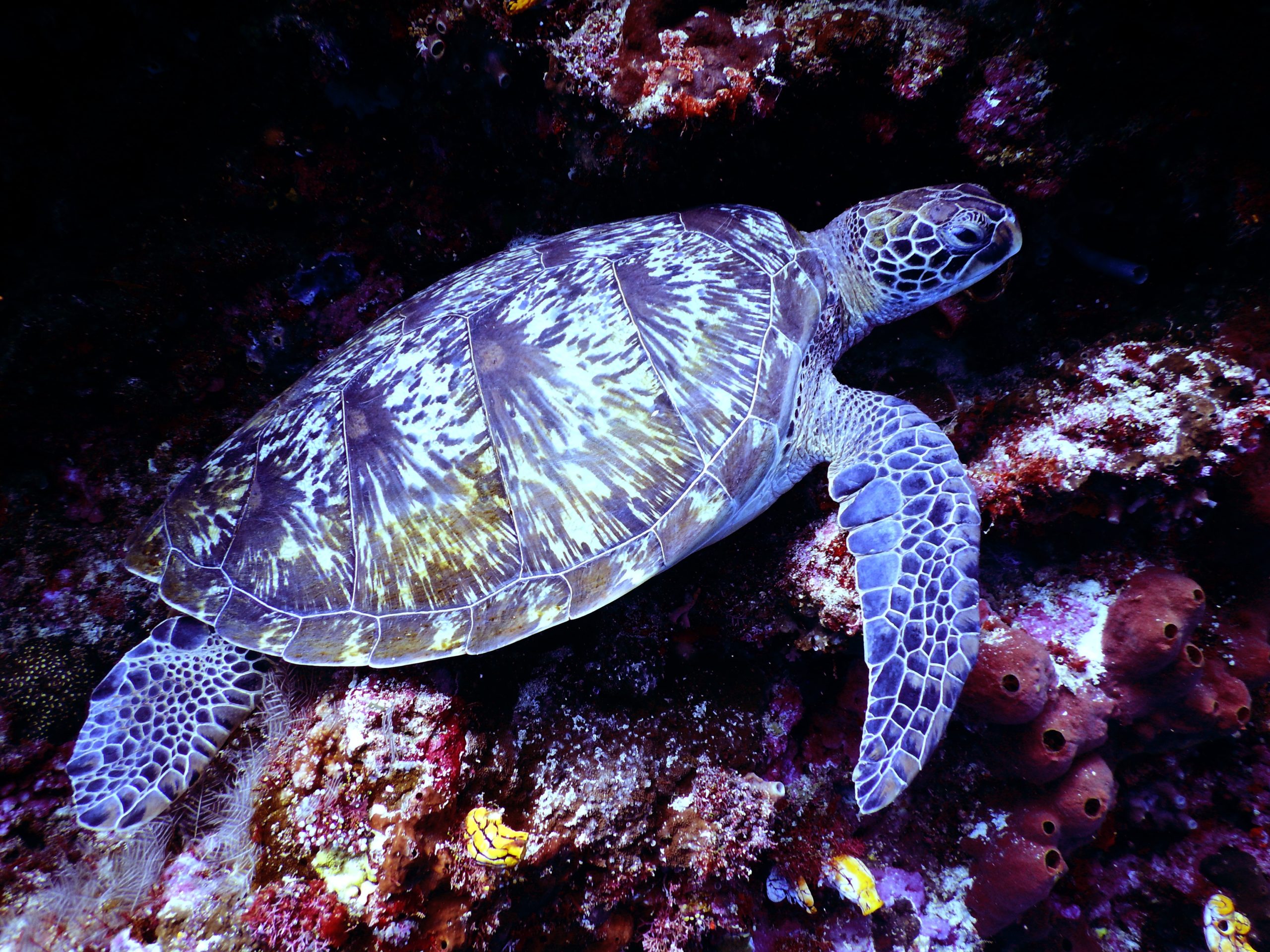 Las tortugas también se pueden mantener en un acuaterrario.