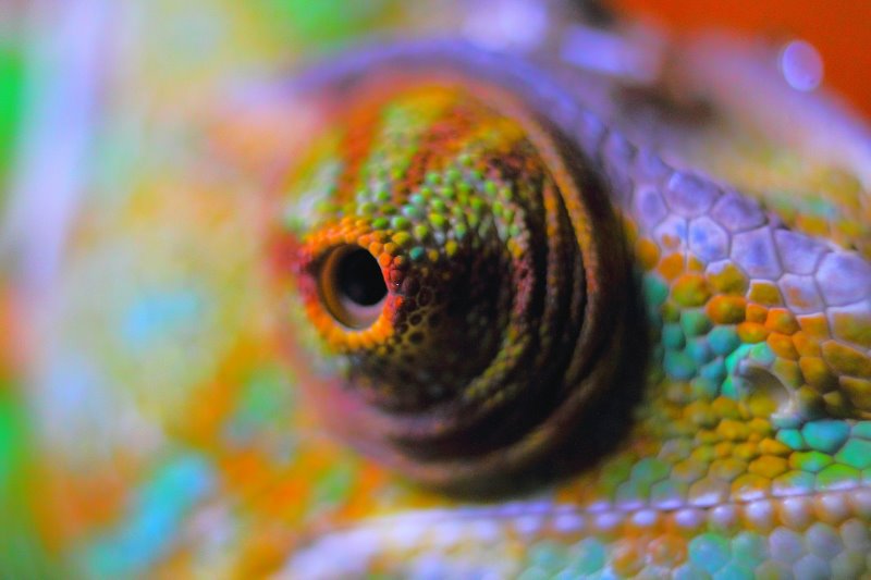 Primer plano del ojo colorido de un camaleón en un terrario iluminado.