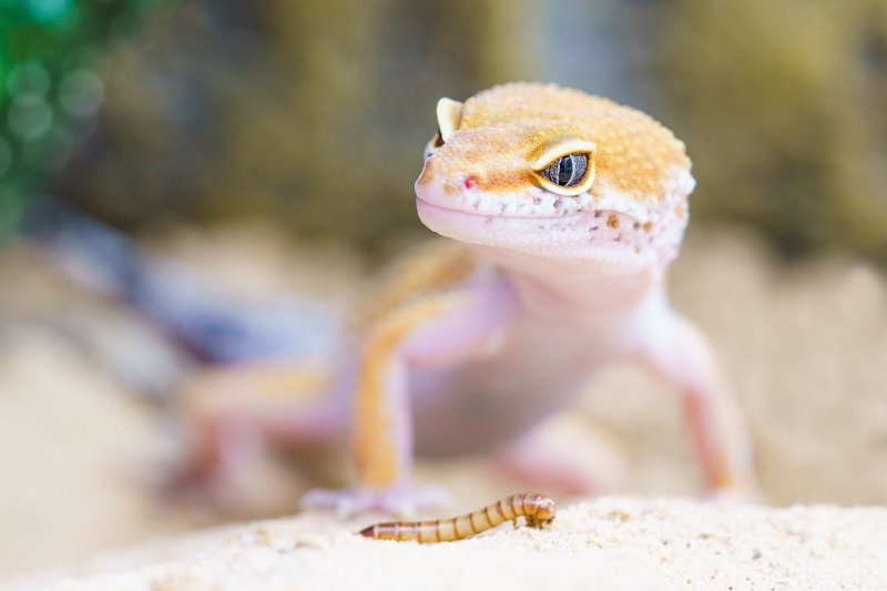 Gecko se sienta a la luz del sol frente a un gusano, que está a punto de ser comido.
