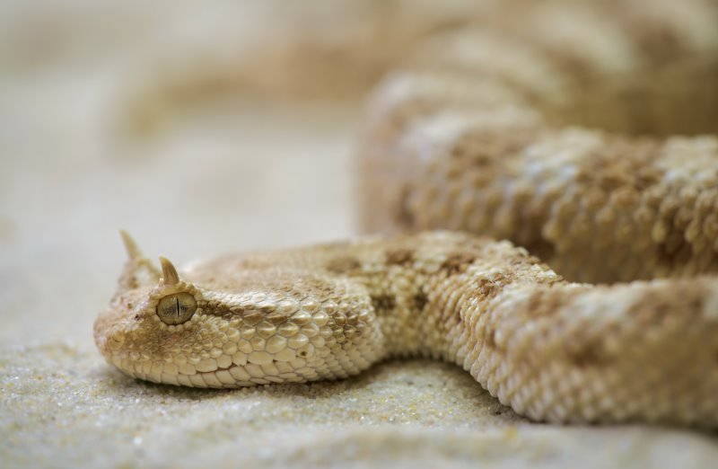 La serpiente de cascabel se encuentra en la arena 