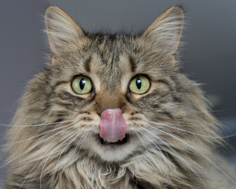 ¿Los gatos pueden comer pepinos?