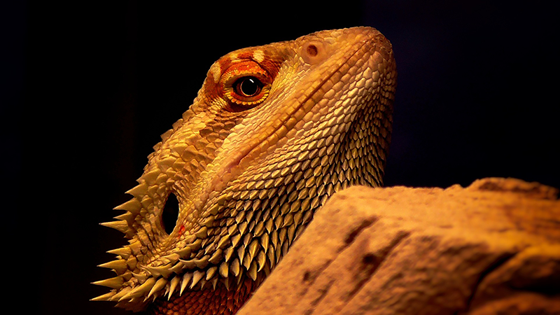 terrario-dragón con barba brillante