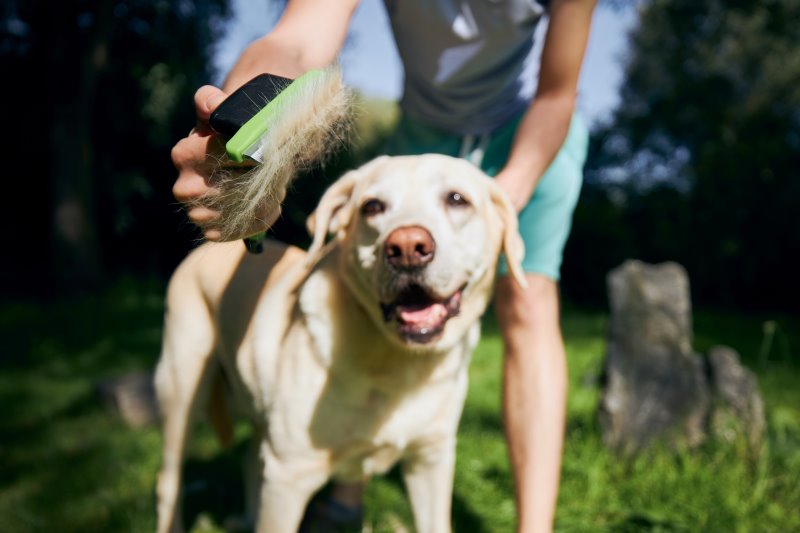 Cepillo para perros: prueba, comparación y guía de compra