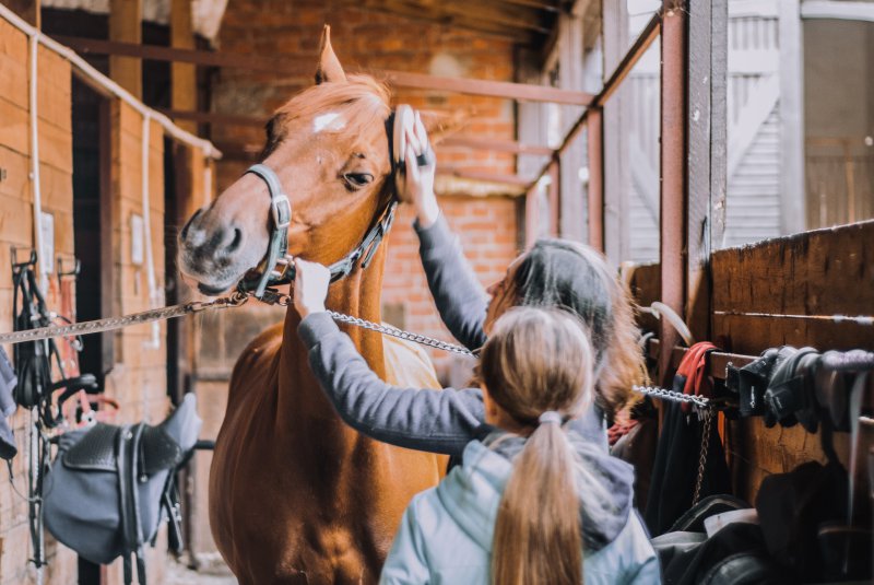 Bolsa de aseo para caballos: prueba, comparación y guía del comprador.