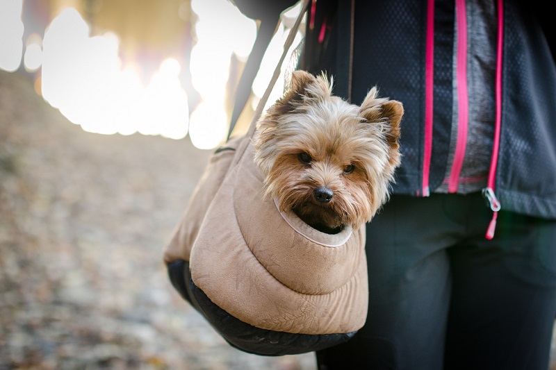 perro en una bolsa de perro