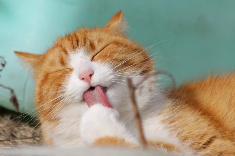El gato limpia sus patas con su lengua.