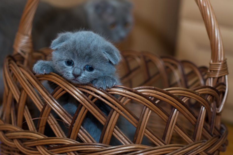 Un gatito está sentado en una canasta.